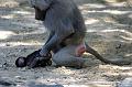 2010-08-24 (625) Aanranding en mishandeling gebeurd ook in de apenwereld